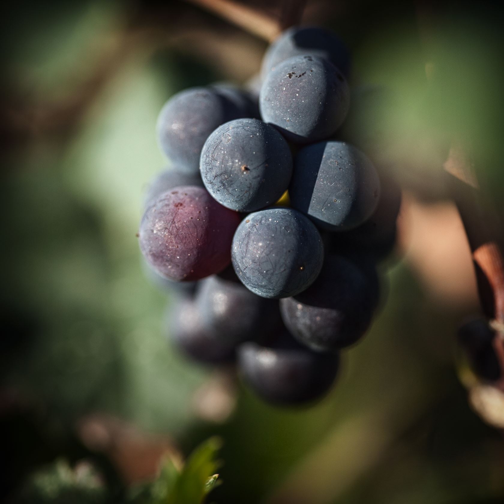 Raisins château Ausone